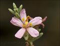 thyme seaheath,frankenia,frankenia reuteri